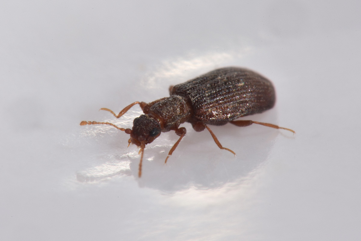 Latridiidae: Stephostethus sp?  S, S. angusticollis e Latridius minutus (cfr.)